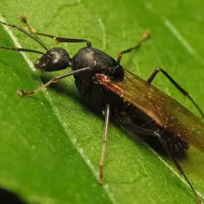 Cragin-Hinson Park - Las Vegas, NV