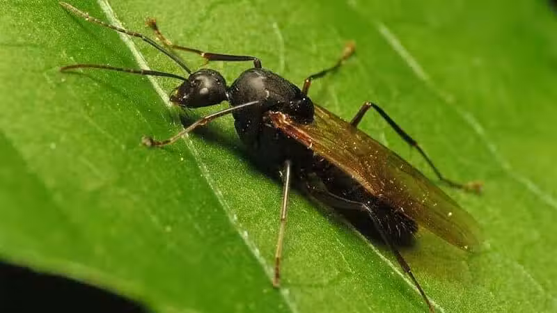 Cragin-Hinson Park - Las Vegas, NV