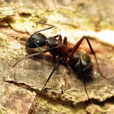 Cragin-Hinson Park - Las Vegas, NV