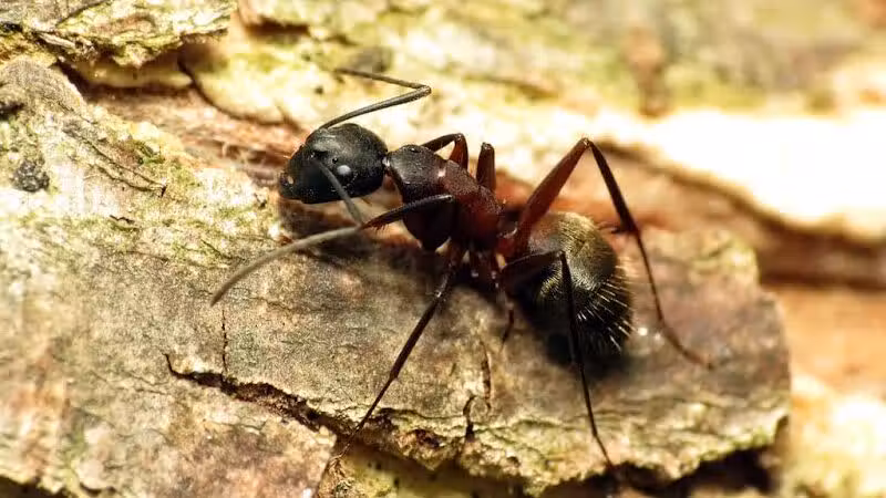 Cragin-Hinson Park - Las Vegas, NV