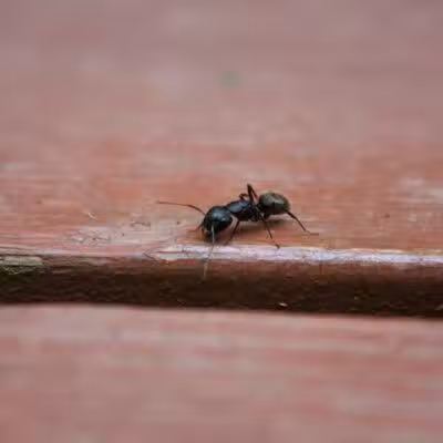 Cragin-Hinson Park - Las Vegas, NV