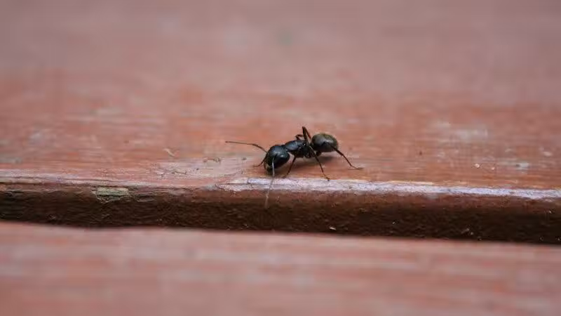 Cragin-Hinson Park - Las Vegas, NV