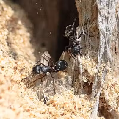 Cragin-Hinson Park - Las Vegas, NV