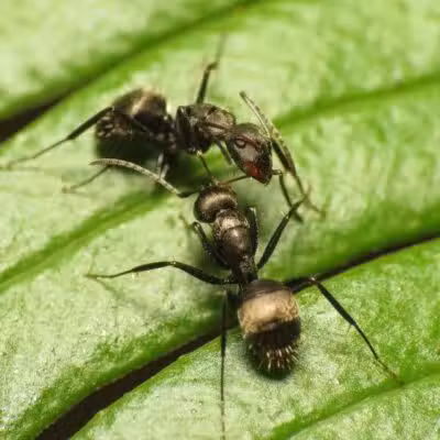 Cragin-Hinson Park - Las Vegas, NV