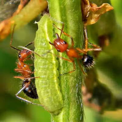 Cragin-Hinson Park - Las Vegas, NV