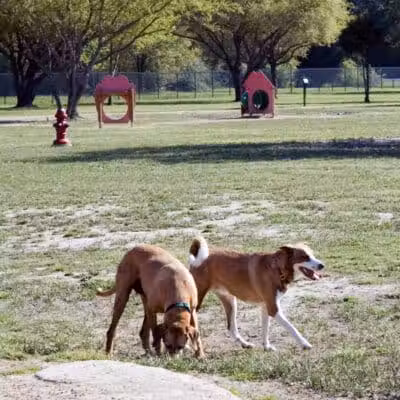 Desert Breeze Dog Park - Las Vegas, NV
