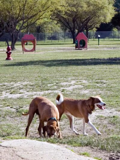 Desert Breeze Dog Park - Las Vegas, NV