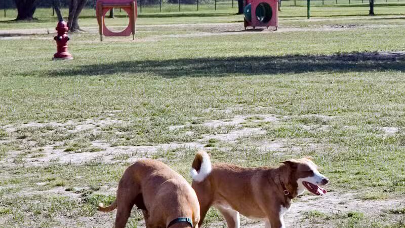 Desert Breeze Dog Park - Las Vegas, NV