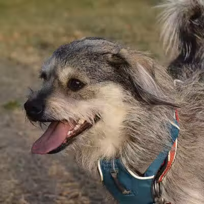 Desert Breeze Dog Park - Las Vegas, NV