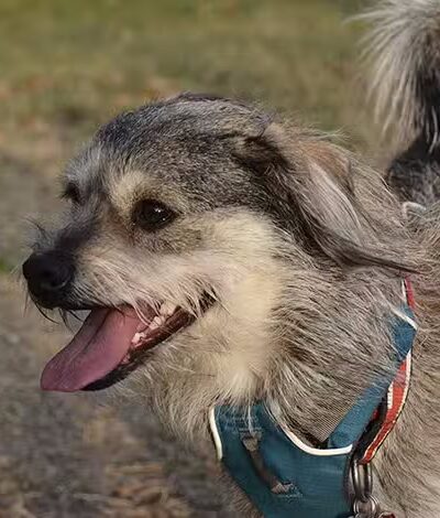 Desert Breeze Dog Park - Las Vegas, NV