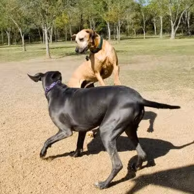 Desert Breeze Dog Park - Las Vegas, NV