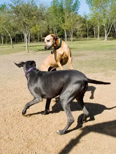 Desert Breeze Dog Park - Las Vegas, NV