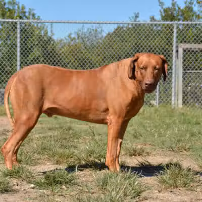 Desert Breeze Dog Park - Las Vegas, NV