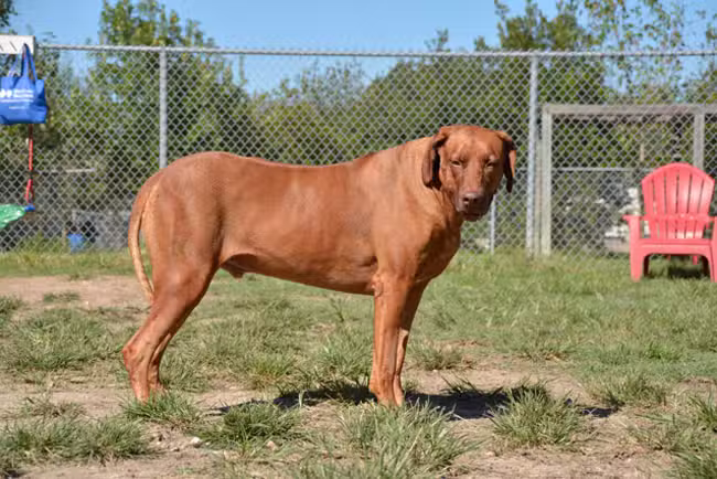 Desert Breeze Dog Park - Las Vegas, NV