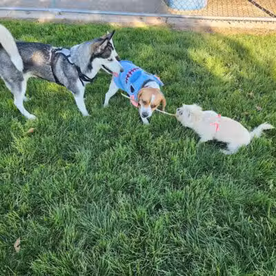 Desert Breeze Dog Park - Las Vegas, NV