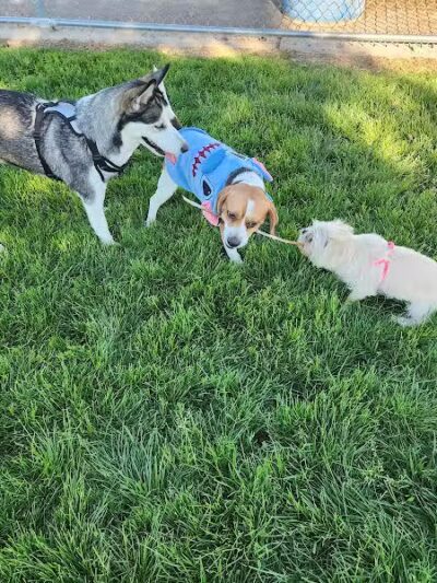 Desert Breeze Dog Park - Las Vegas, NV