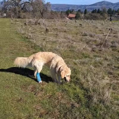 Desert Breeze Dog Park - Las Vegas, NV