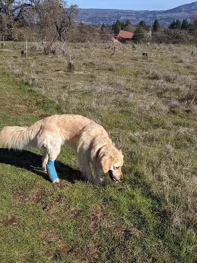 Desert Breeze Dog Park - Las Vegas, NV