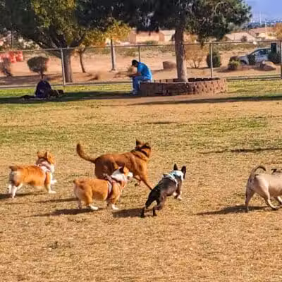 Desert Breeze Park - Las Vegas, NV