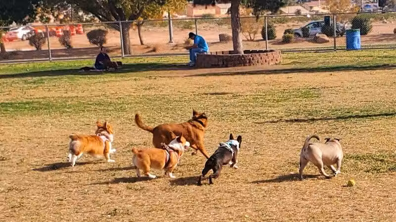 Desert Breeze Park - Las Vegas, NV
