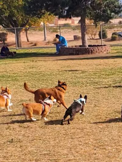 Desert Breeze Park - Las Vegas, NV