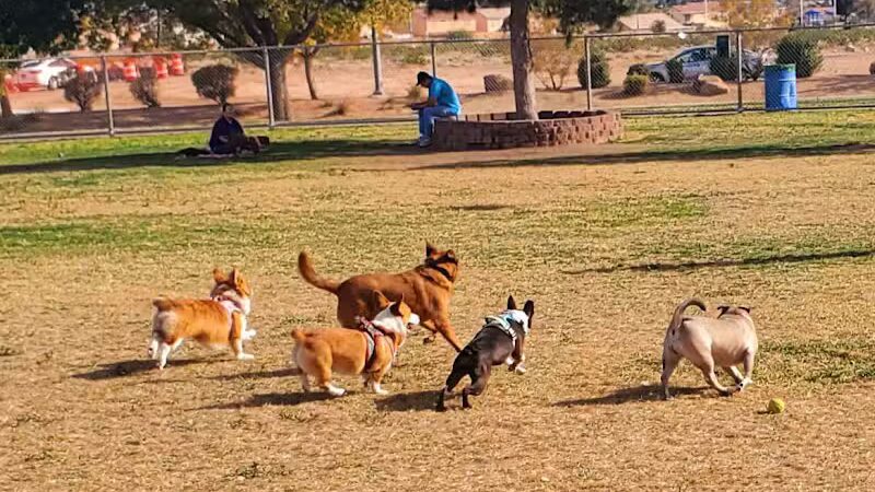 Desert Breeze Park - Las Vegas, NV