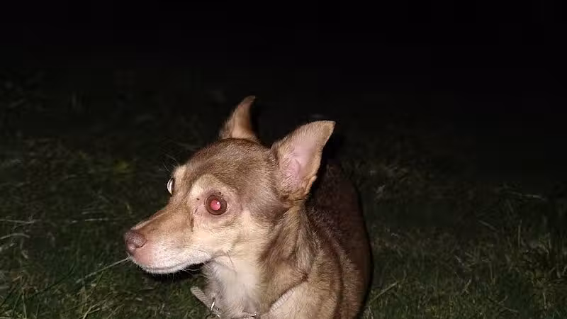 Desert Inn Park - Las Vegas, NV