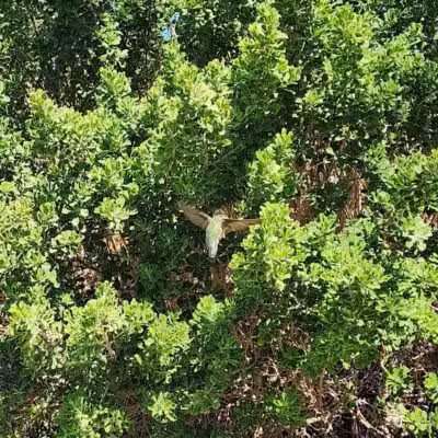 Desert Park - Las Vegas, NV