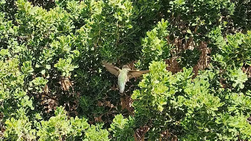 Desert Park - Las Vegas, NV