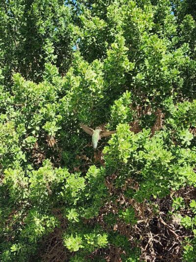 Desert Park - Las Vegas, NV