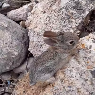 Desert Park - Las Vegas, NV