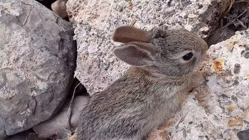 Desert Park - Las Vegas, NV