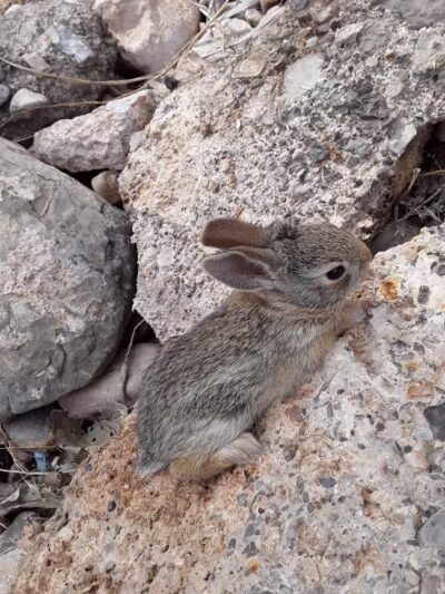 Desert Park - Las Vegas, NV