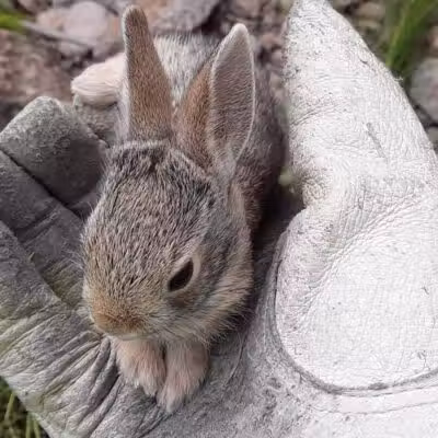 Desert Park - Las Vegas, NV