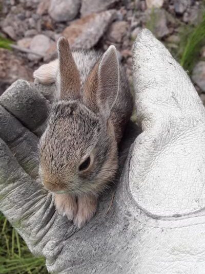 Desert Park - Las Vegas, NV