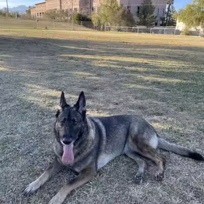 Dog park - Las Vegas, NV