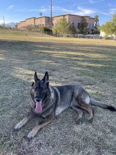 Dog park - Las Vegas, NV