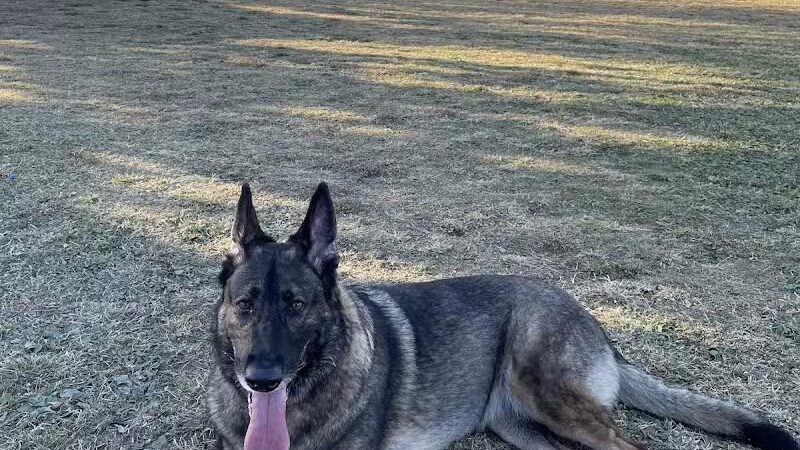 Dog park - Las Vegas, NV