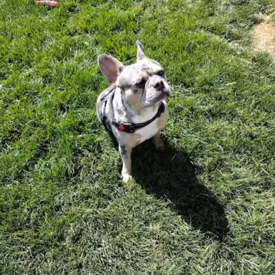 Dog park - Las Vegas, NV