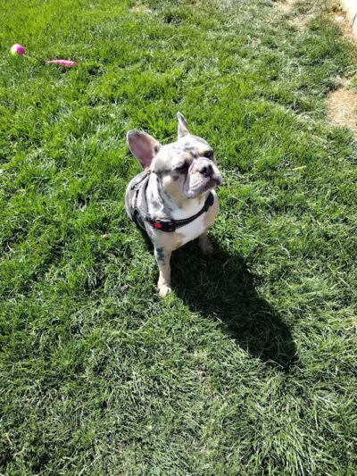 Dog park - Las Vegas, NV