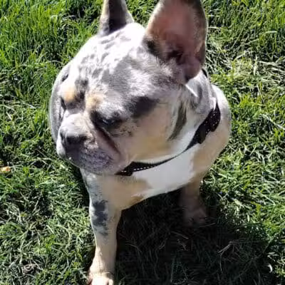 Dog park - Las Vegas, NV