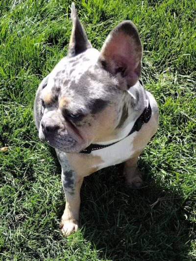 Dog park - Las Vegas, NV