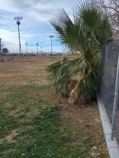 Dog park - Las Vegas, NV