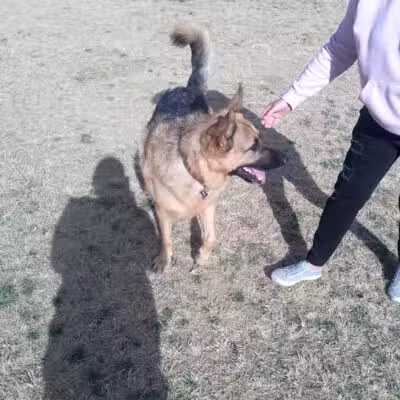 Dog park - Las Vegas, NV