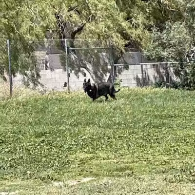 Dog park - Las Vegas, NV