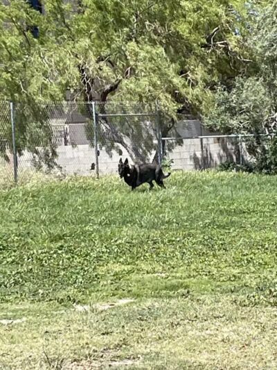 Dog park - Las Vegas, NV