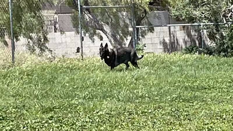 Dog park - Las Vegas, NV