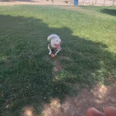 Dog Park - Las Vegas, NV