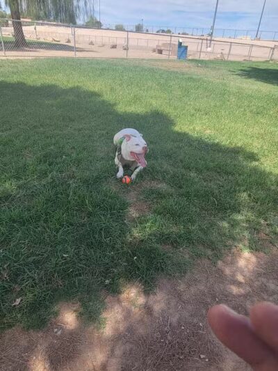 Dog Park - Las Vegas, NV