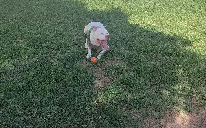 Dog Park - Las Vegas, NV